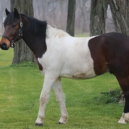 Hédervári Lovas 3* Hédervár