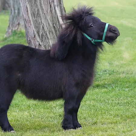 Hédervári Lovas Vendégház 3*