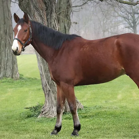 Vendégház Hédervári Lovas Hédervár