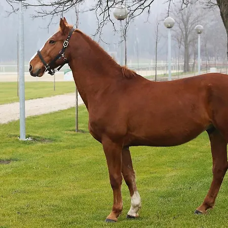 Hédervári Lovas 3* Hédervár