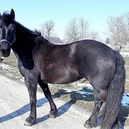 Vendégház Hédervári Lovas Hédervár